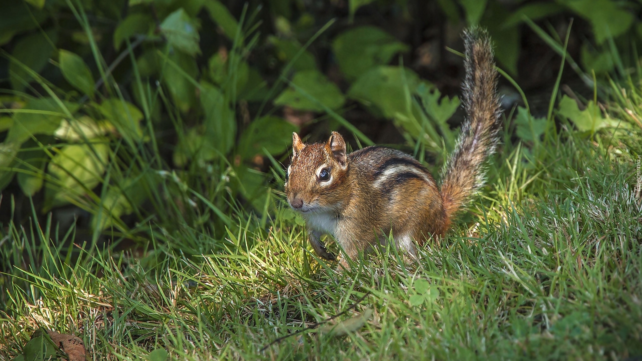 Wiewiórka, Chipmunk, Trawa, Rośliny