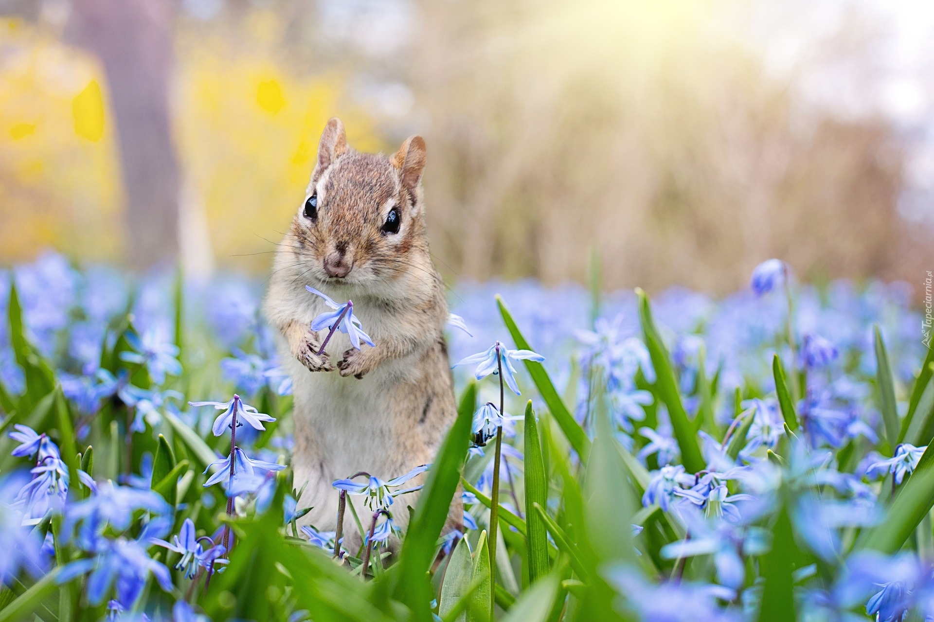 Wiewiórka ziemna, Chipmunk, Kwiaty, Cebulica syberyjska