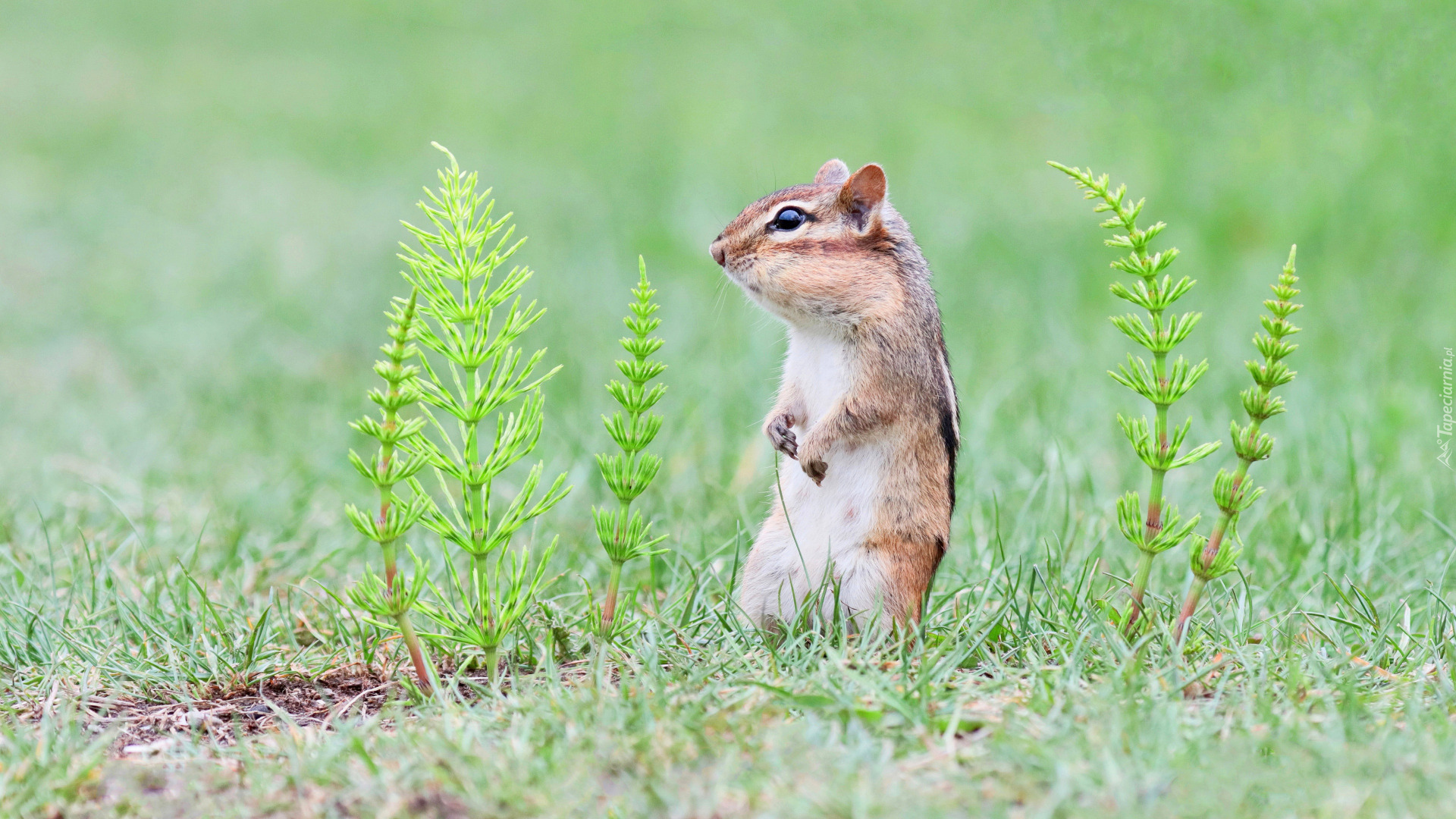 Chipmunk, Pręgowiec, Skrzyp polny