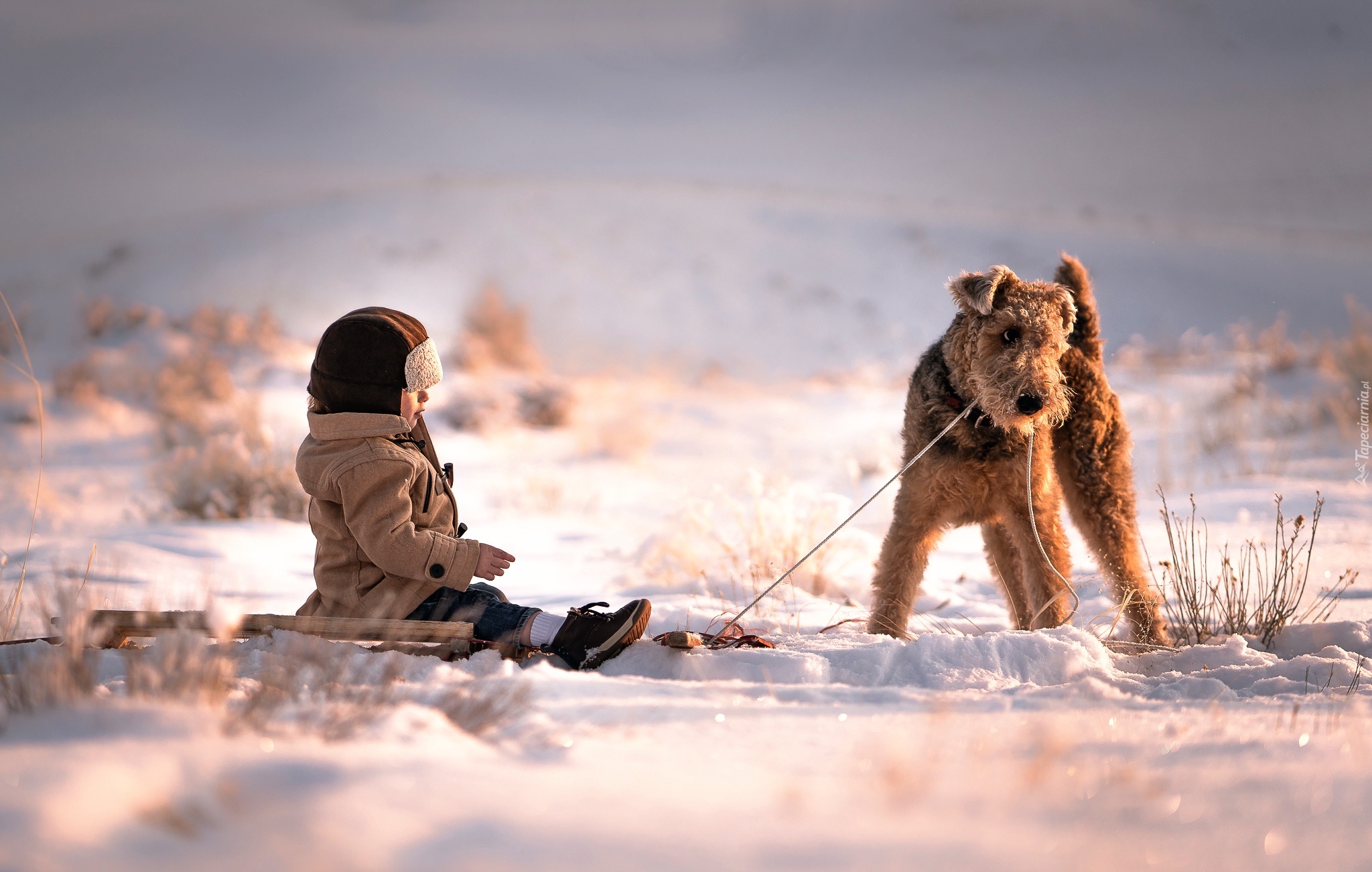 Śnieg, Zima, Dziecko, Terrier walijski