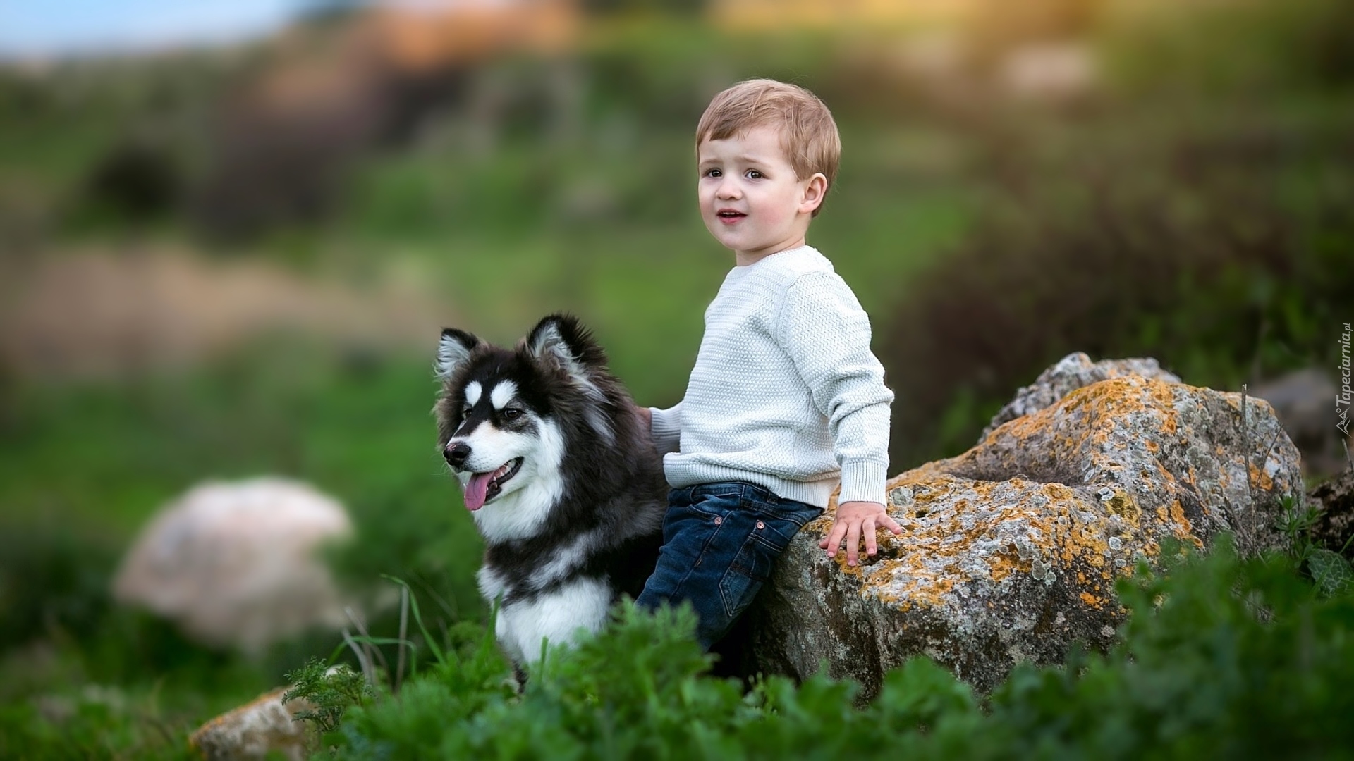 Chłopiec, Siberian husky, Kamień