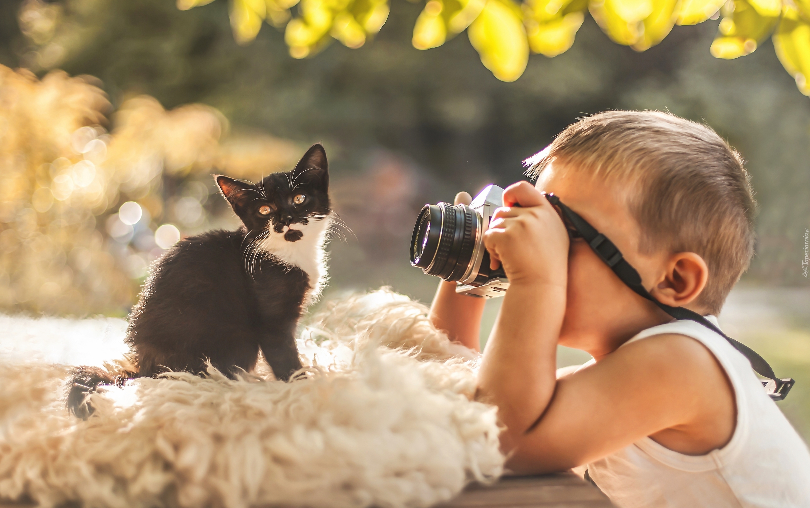 Dziecko, Chłopiec, Kot, Kotek, Aparat, Fotograficzny