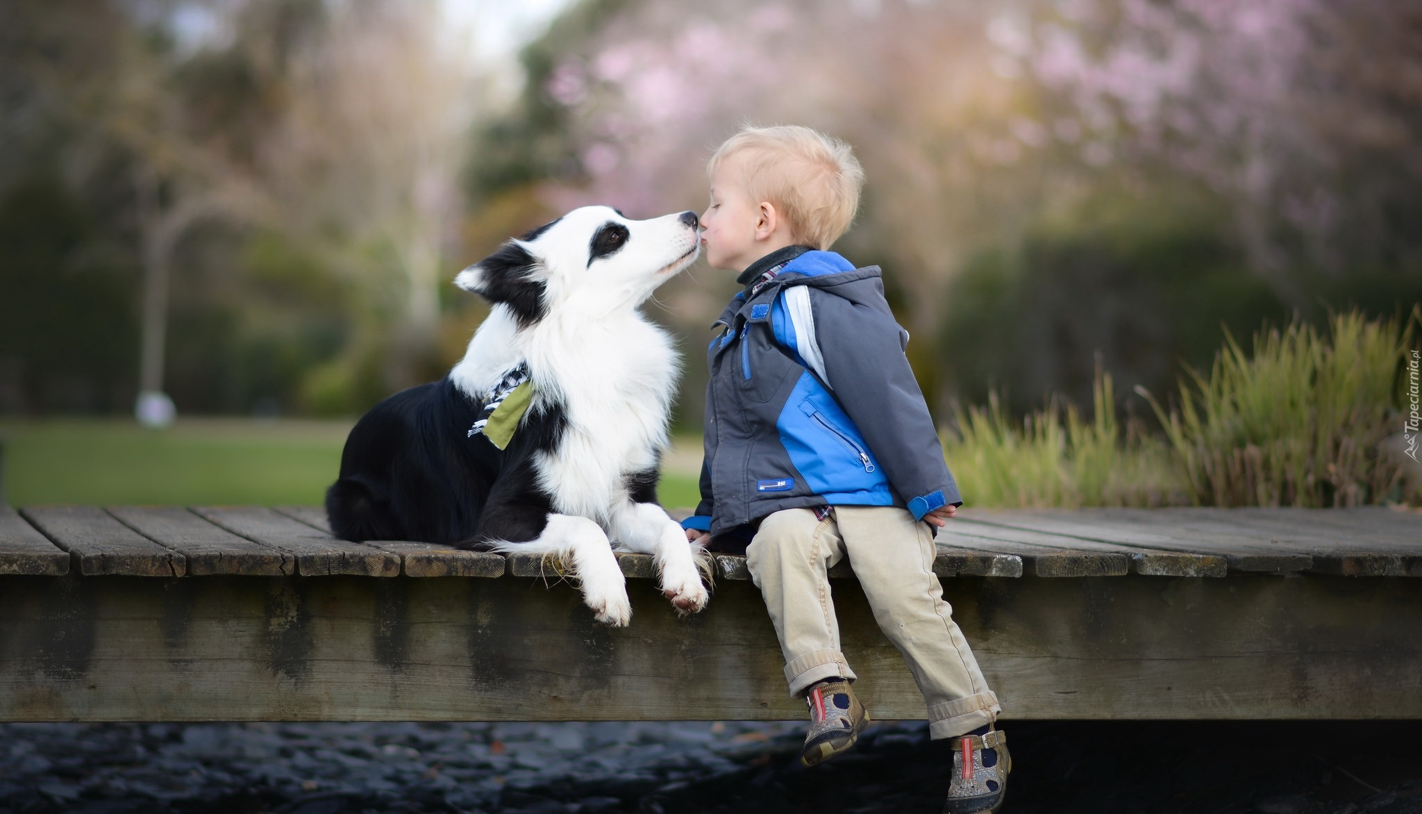 Border collie, Dziecko, Buziak, Kładka