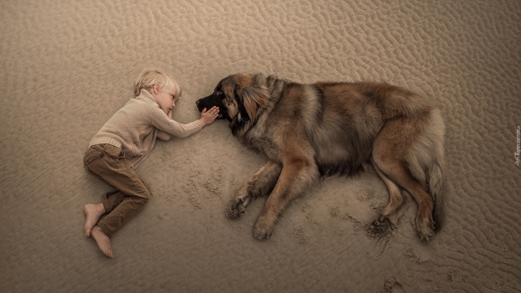 Chłopiec, Pies, Leonberger, Plaża