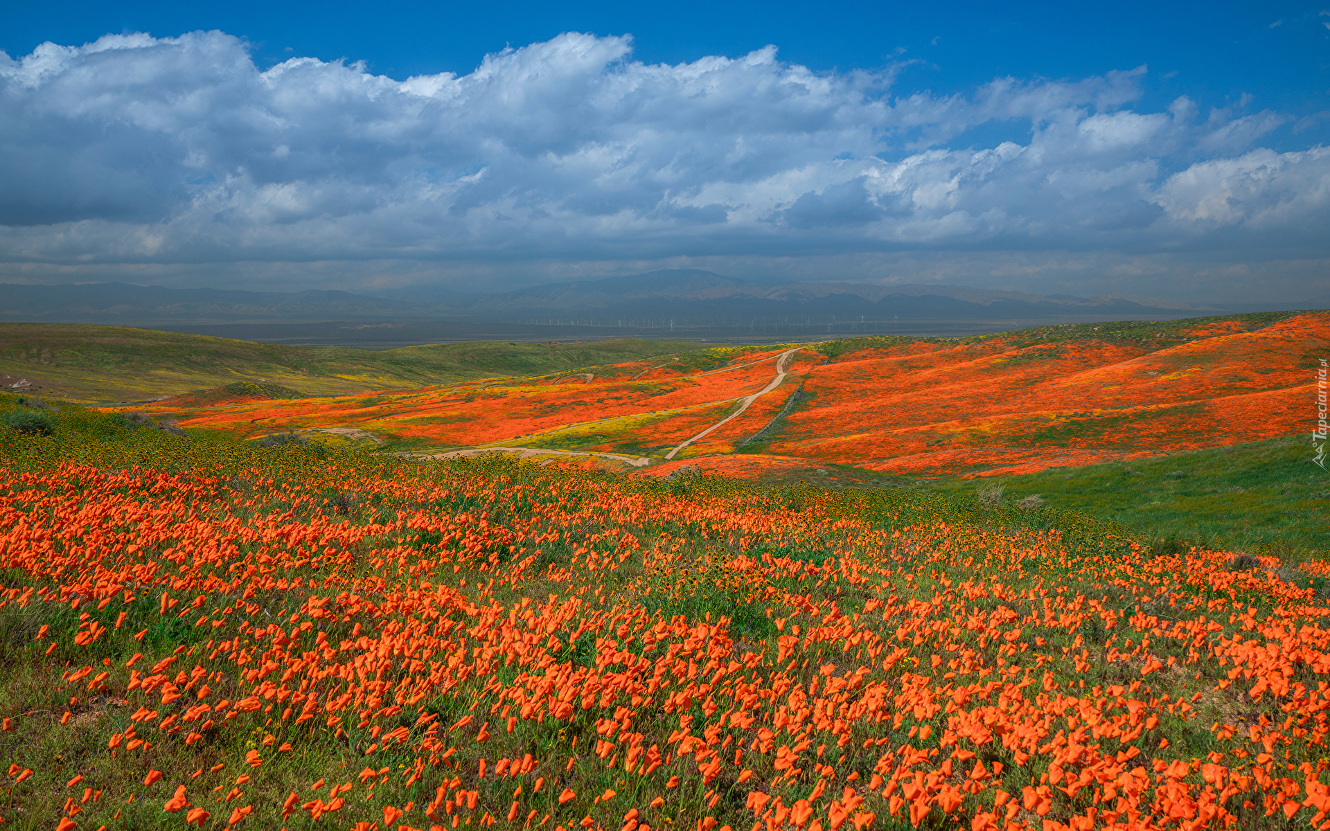 Stany Zjednoczone, Kalifornia, Dolina, Antelope Valley, Łąka, Kwiaty, Pozłotki, Maczki kalifornijskie, Niebo, Chmury