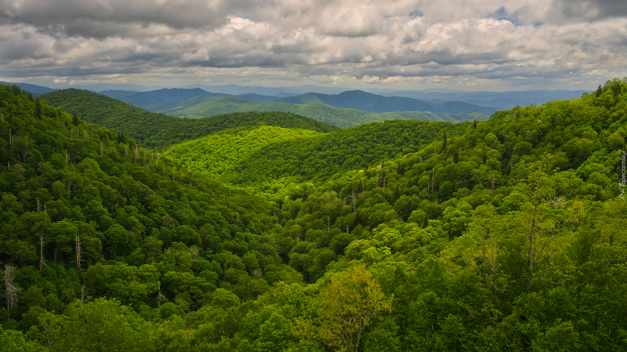 Zielone, Wzgórza, Drzewa, Zalesione, Góry