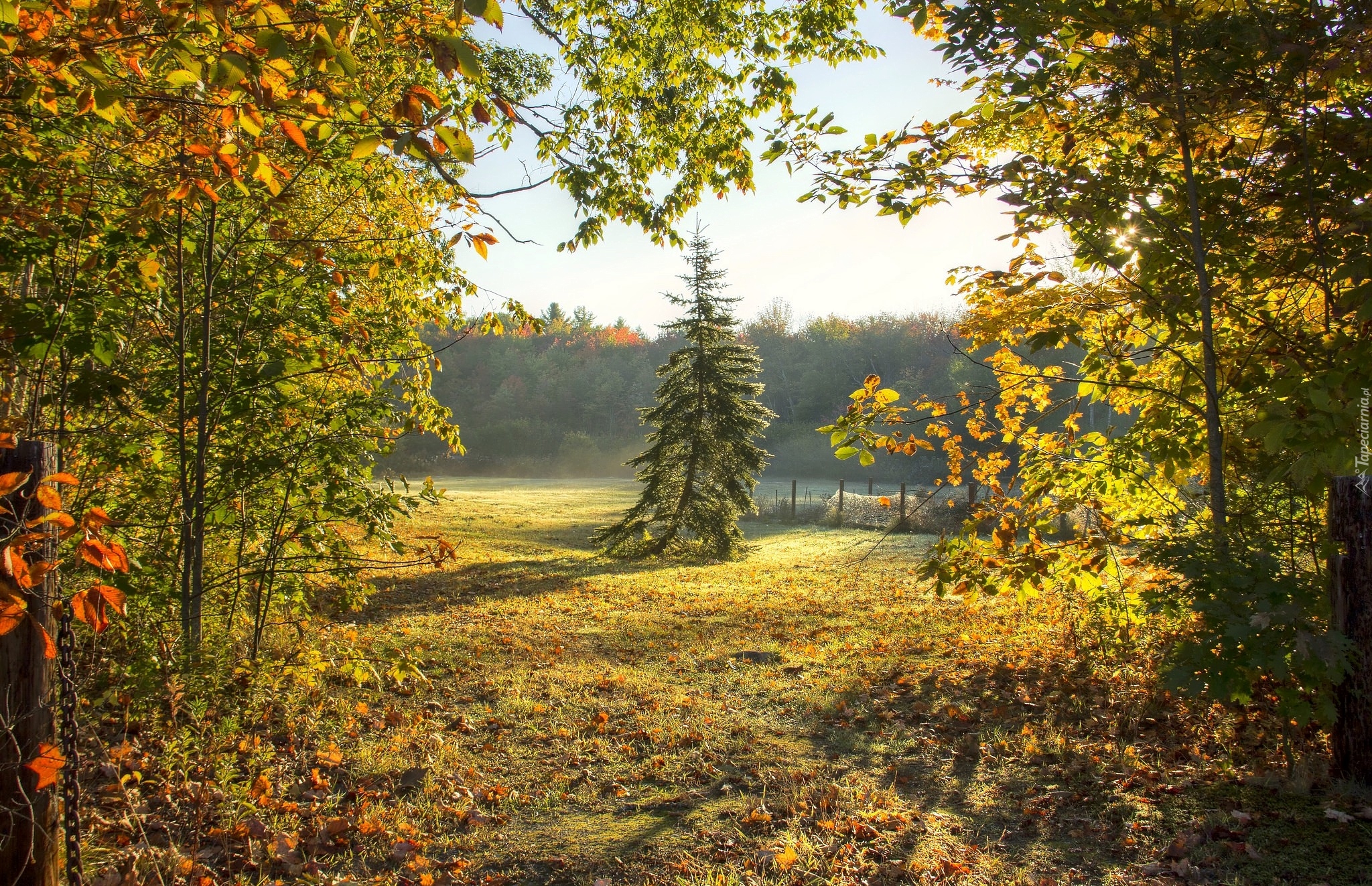 Las, Drzewa, Opadłe, Liście, Ogrodzenie