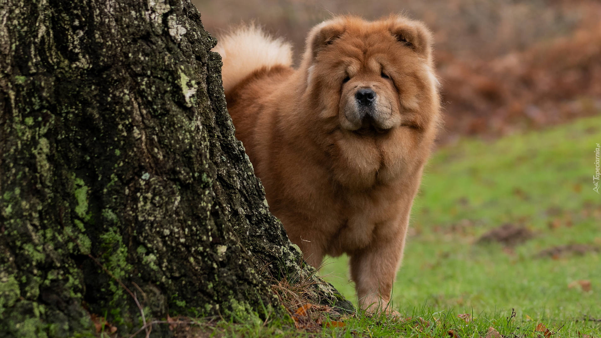 Pies, Chow chow, Pień, Drzewa