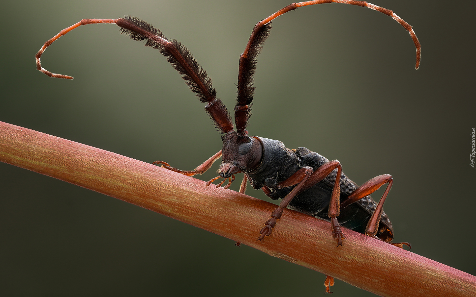 Owad, Chrząszcz, Cribragapanthia scutellata, Makro