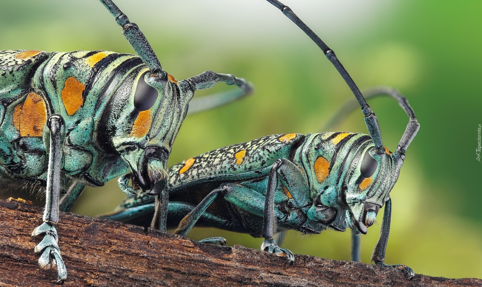 Owady, Kolorowe, Chrząszcze, Zographus regalis centralis