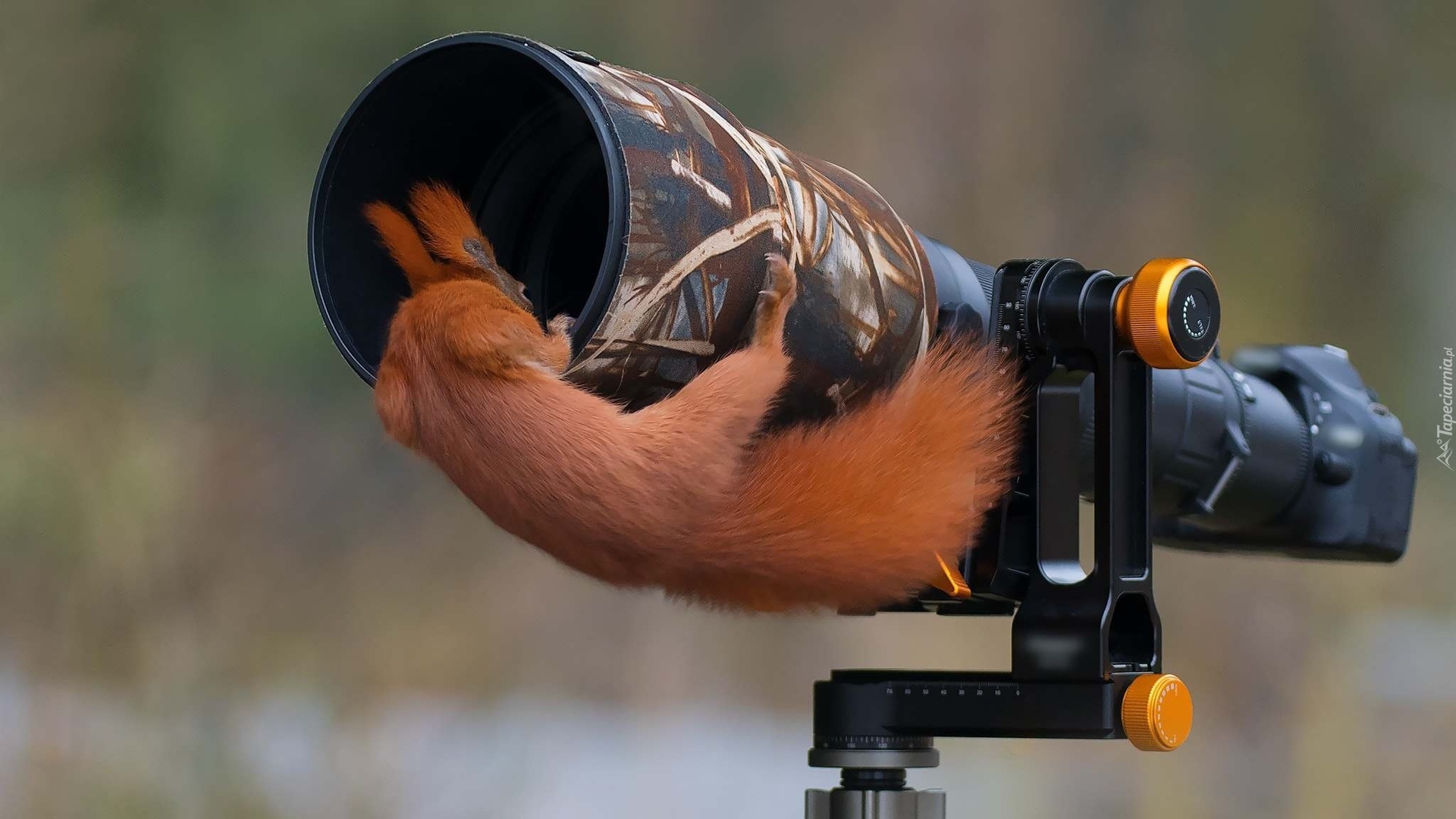 Wiewiórka, Obiektyw, Aparat fotograficzny