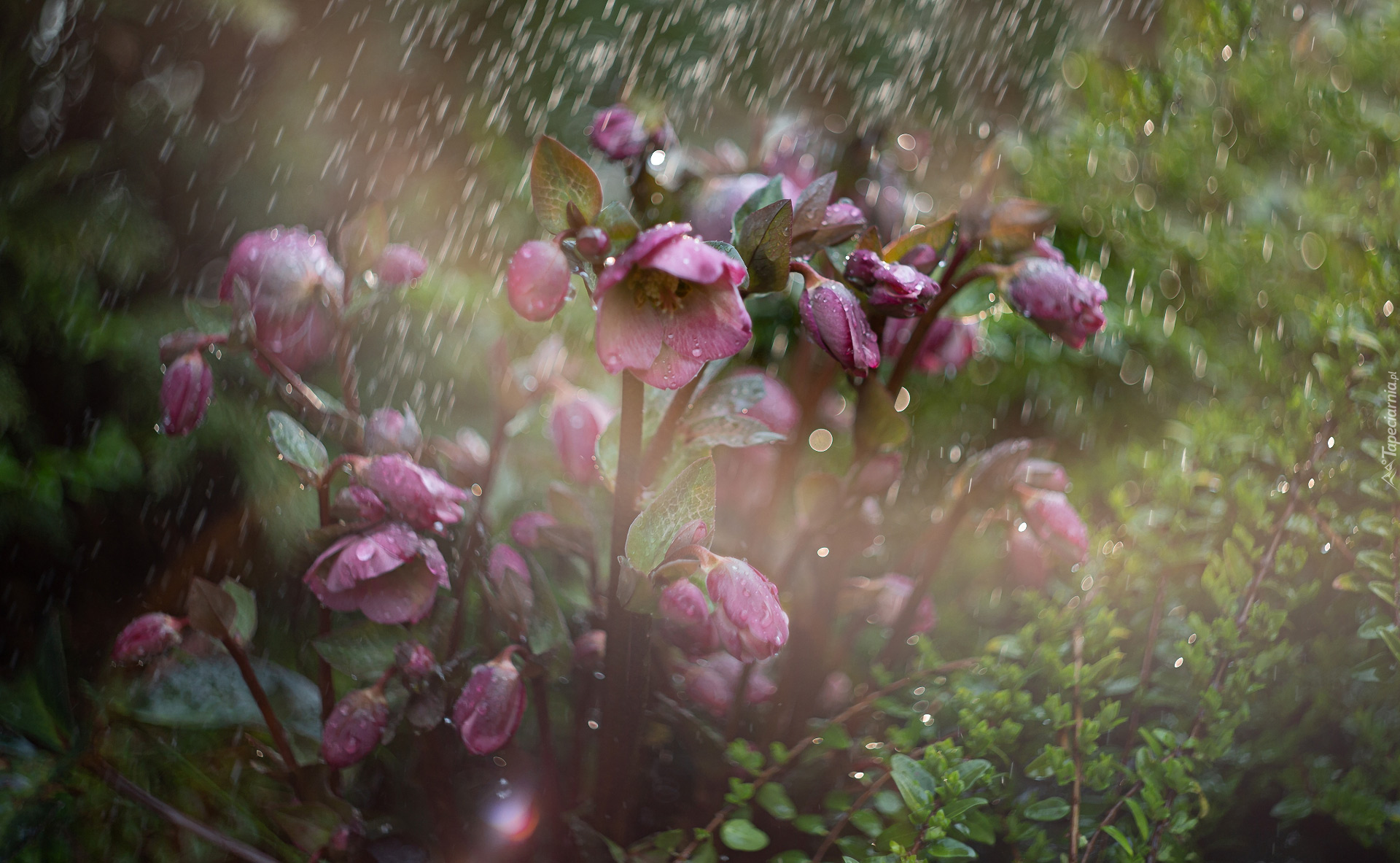 Kwiaty, Ciemiernik, Deszcz