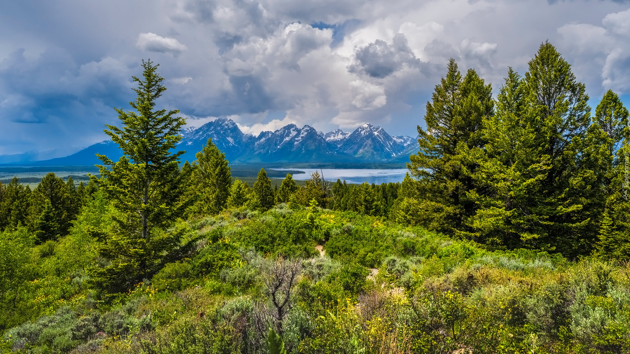 Góry, Drzewa, Jezioro, Chmury, Trawa, Park Narodowy Grand Teton, Stan Wyoming, Stany Zjednoczone