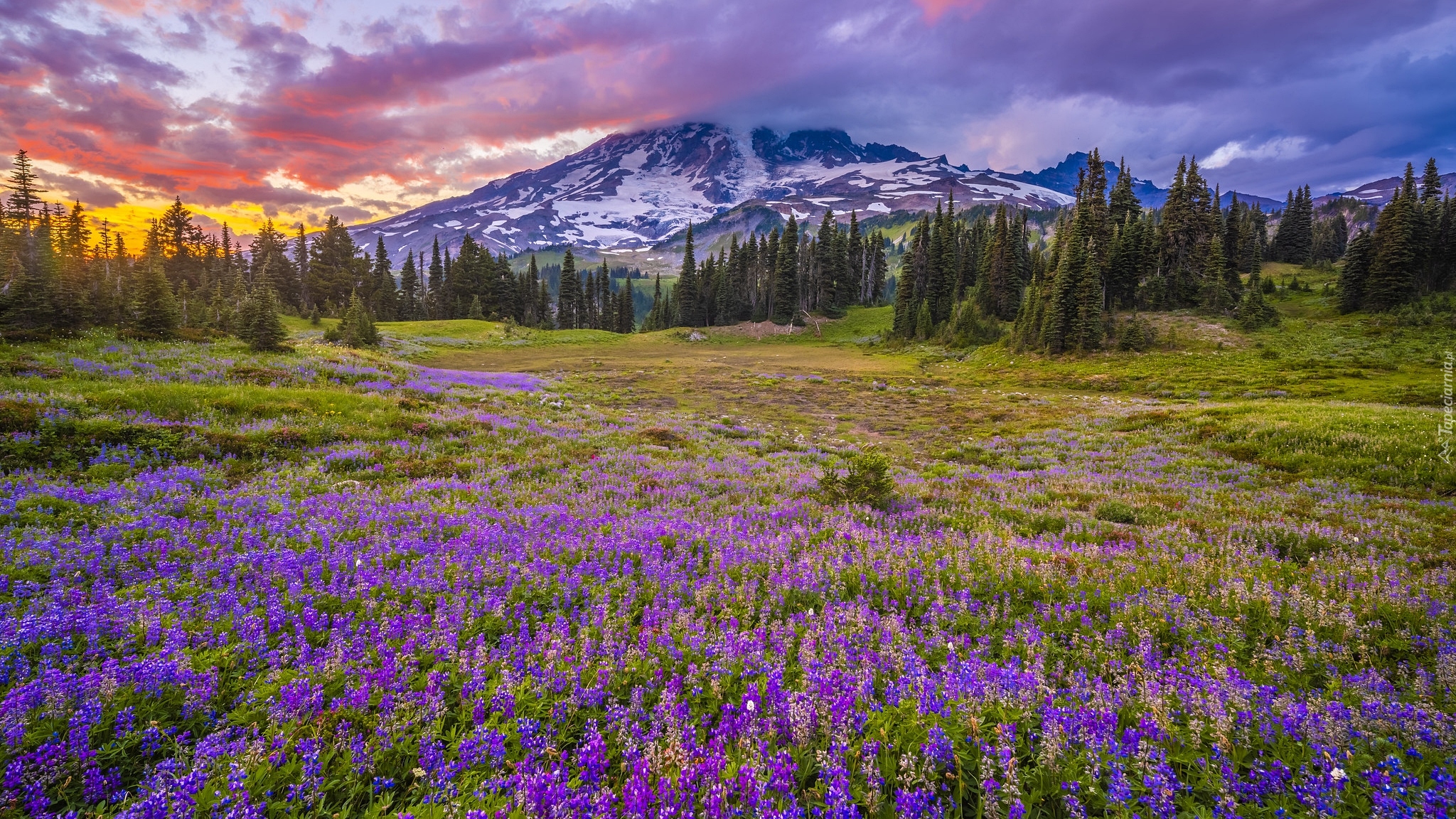 Stany Zjednoczone, Waszyngton, Park Narodowy Mount Rainier, Stratowulkan, Mount Rainier, Łąka, Łubin, Góry, Chmury