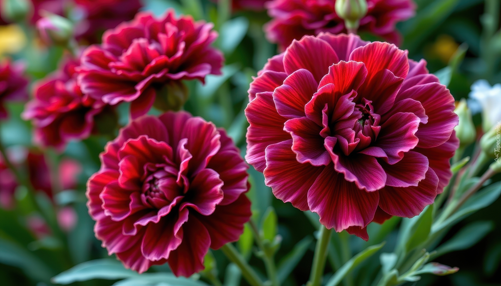 Kwiaty, Goździki, Ciemnoczerwone, Zbliżenie