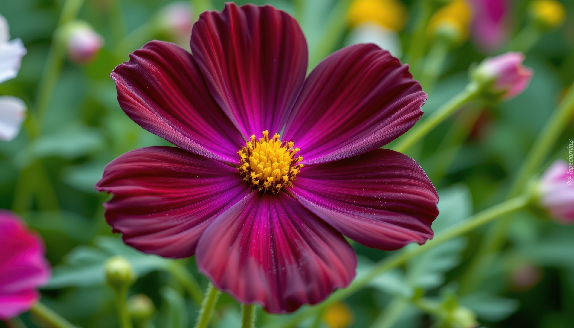 Kwiat, Ciemnoczerwony, Kosmea, Zbliżenie