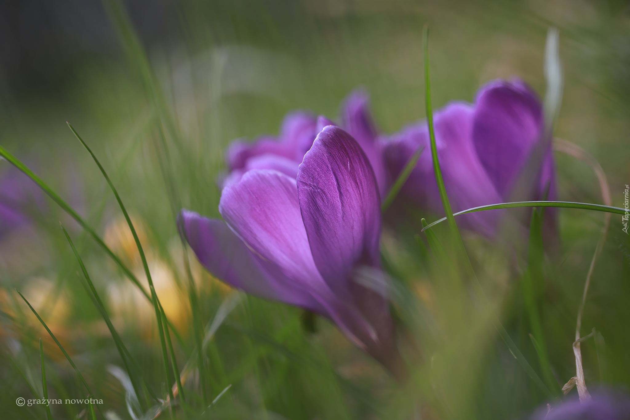 Fioletowy, Krokus, Kwiat, Trawa