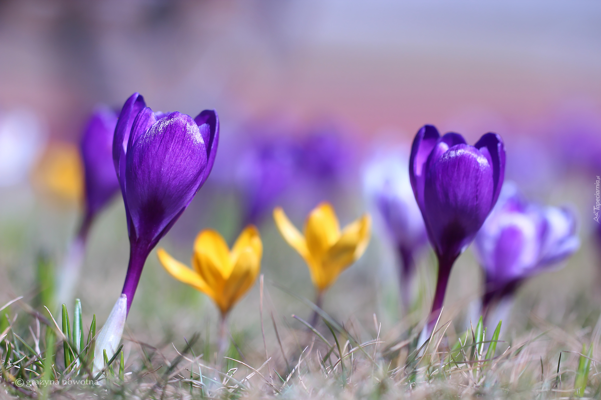 Fioletowy, Krokus, Kwiat, Rozmyte tło, Kwiaty