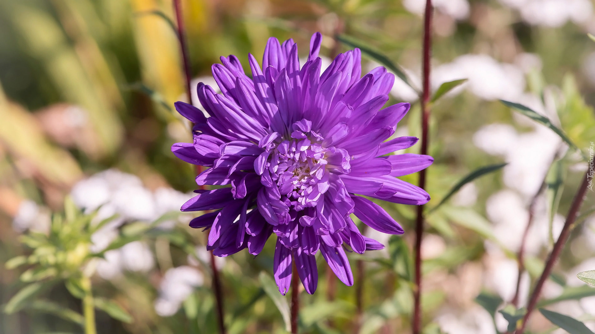 Fioletowy, Kwiat, Aster