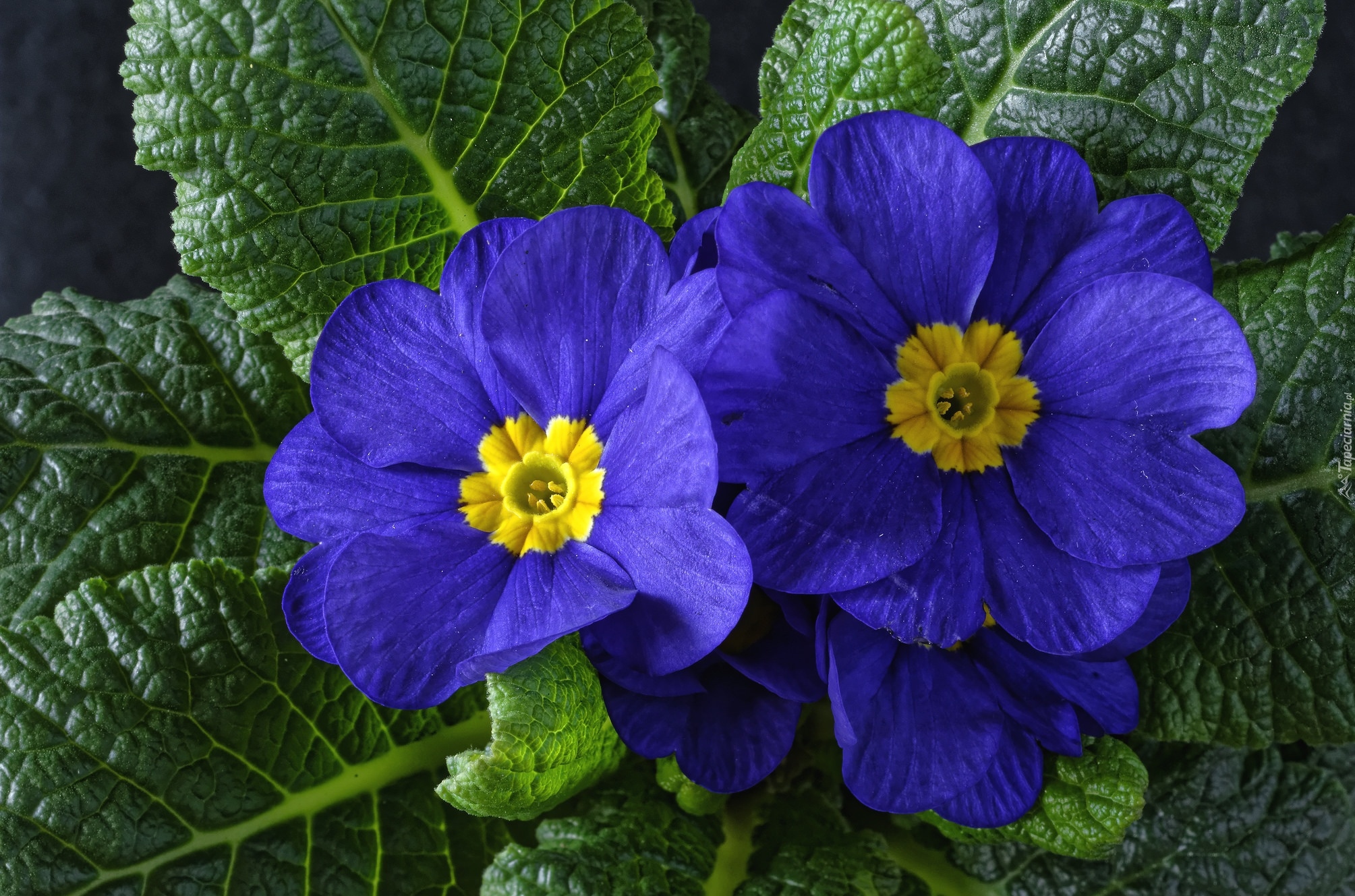 Pierwiosnek, Niebieskie, Kwiaty