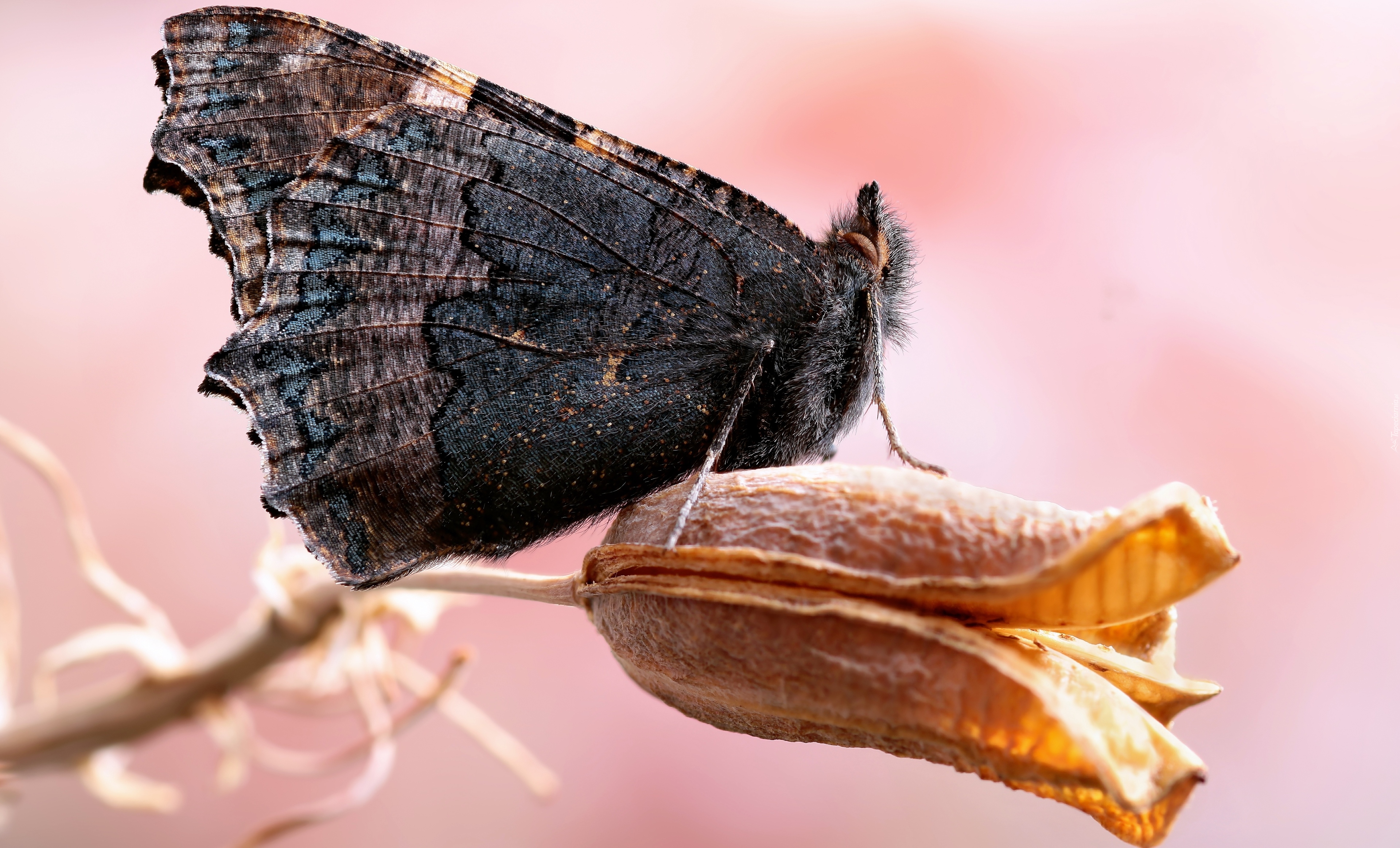 Ciemny, Motyl, Roślina, Makro