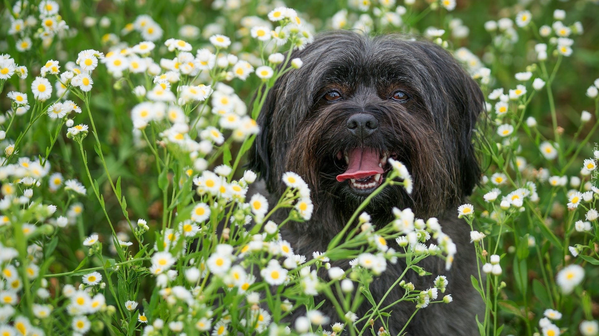 Ciemny, Pies, Kwiaty
