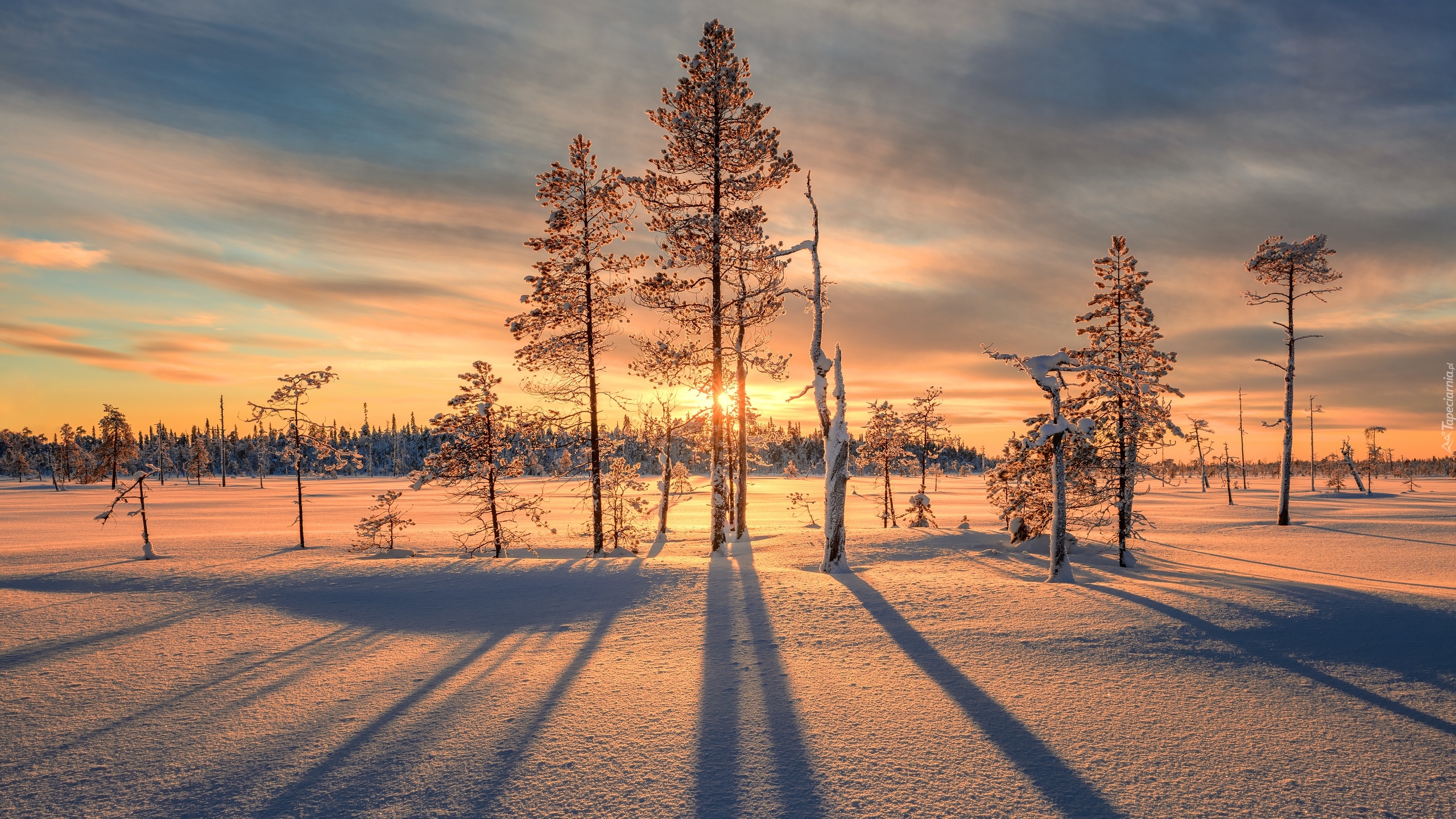 Śnieg, Zima, Drzewa, Zachód słońca