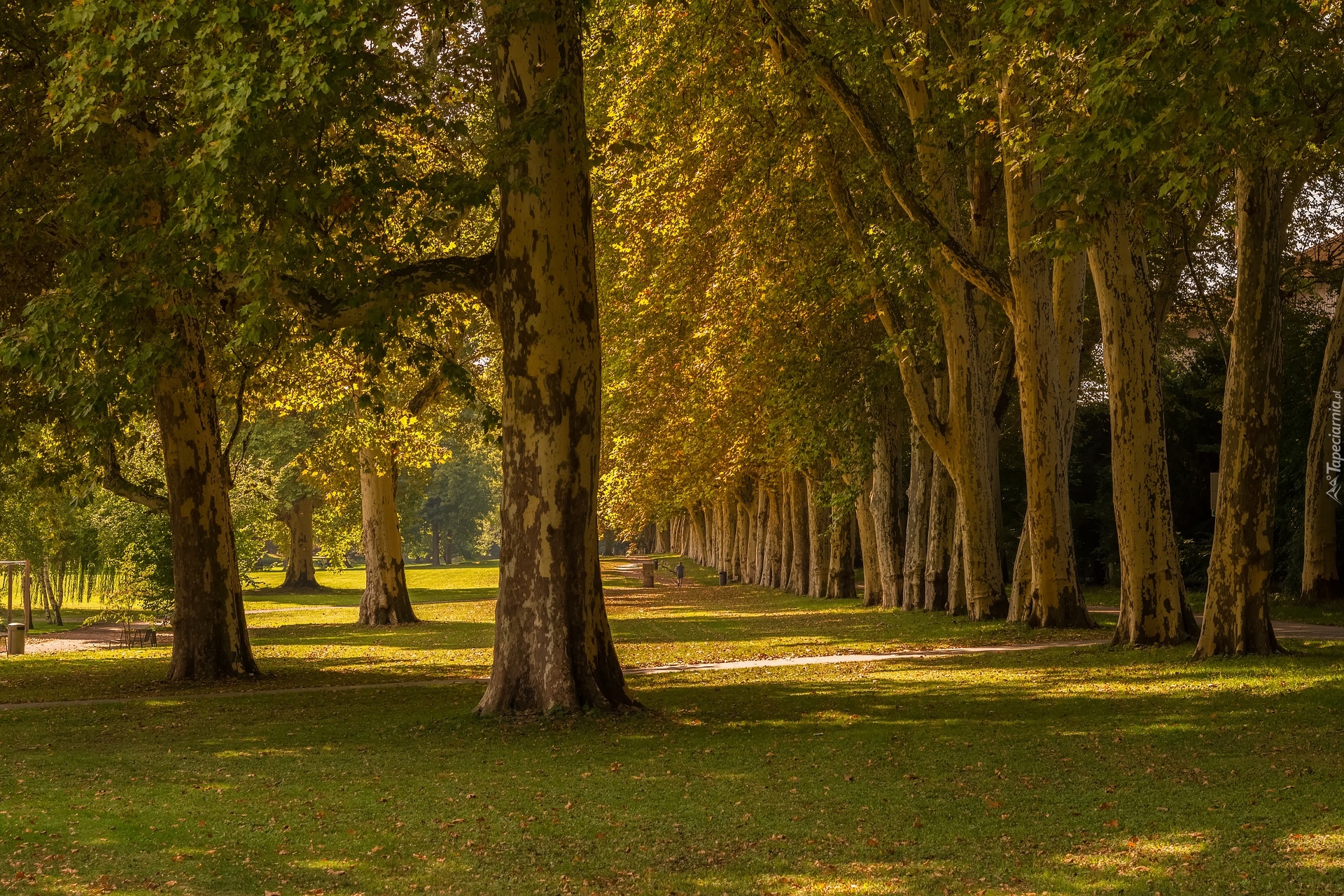 Park, Drzewa, Trawa, Słoneczny, Dzień, Lato