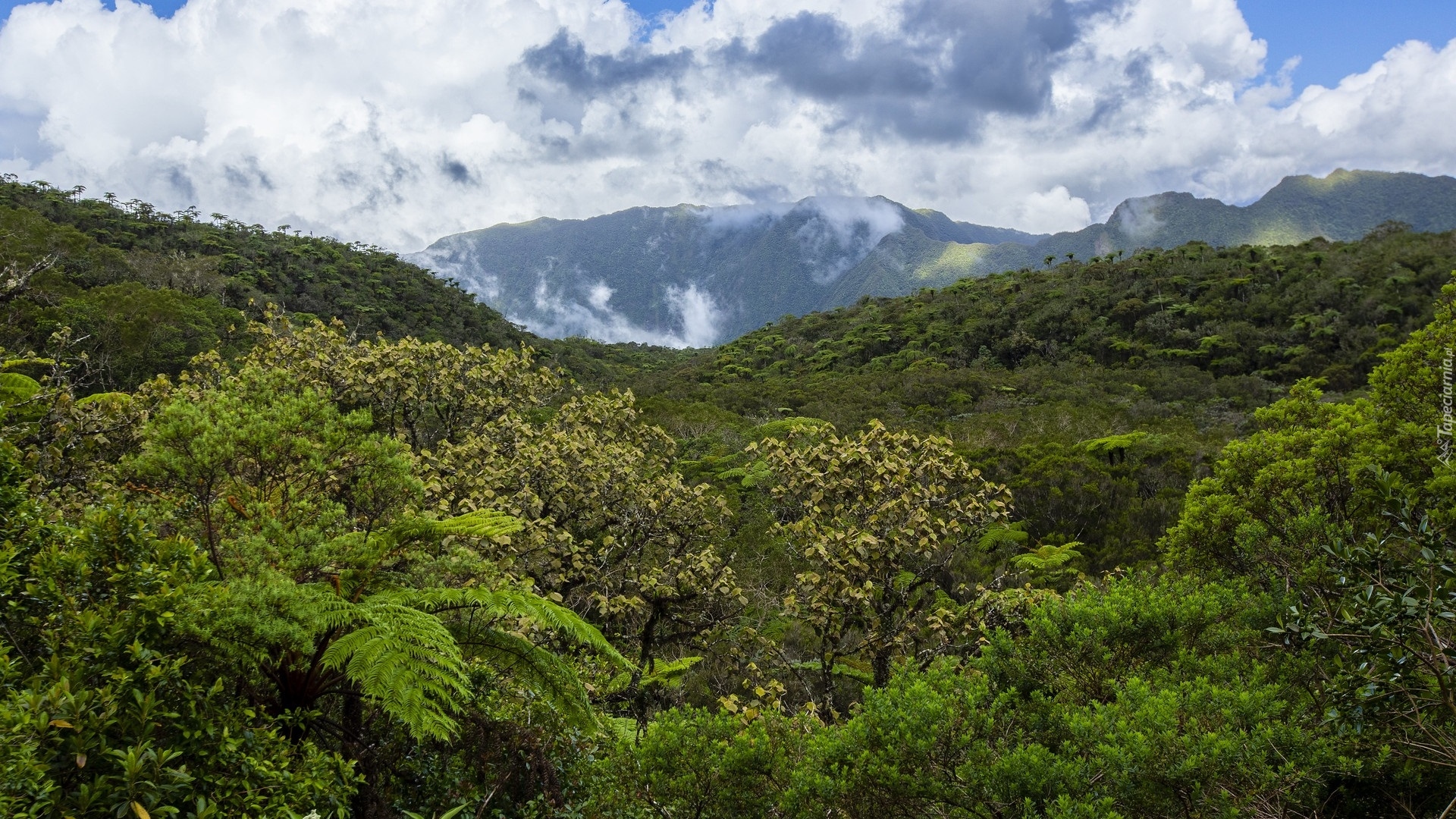 Góry, Rośliny, Cirque de Salazie, Wyspa Reunion, Francja