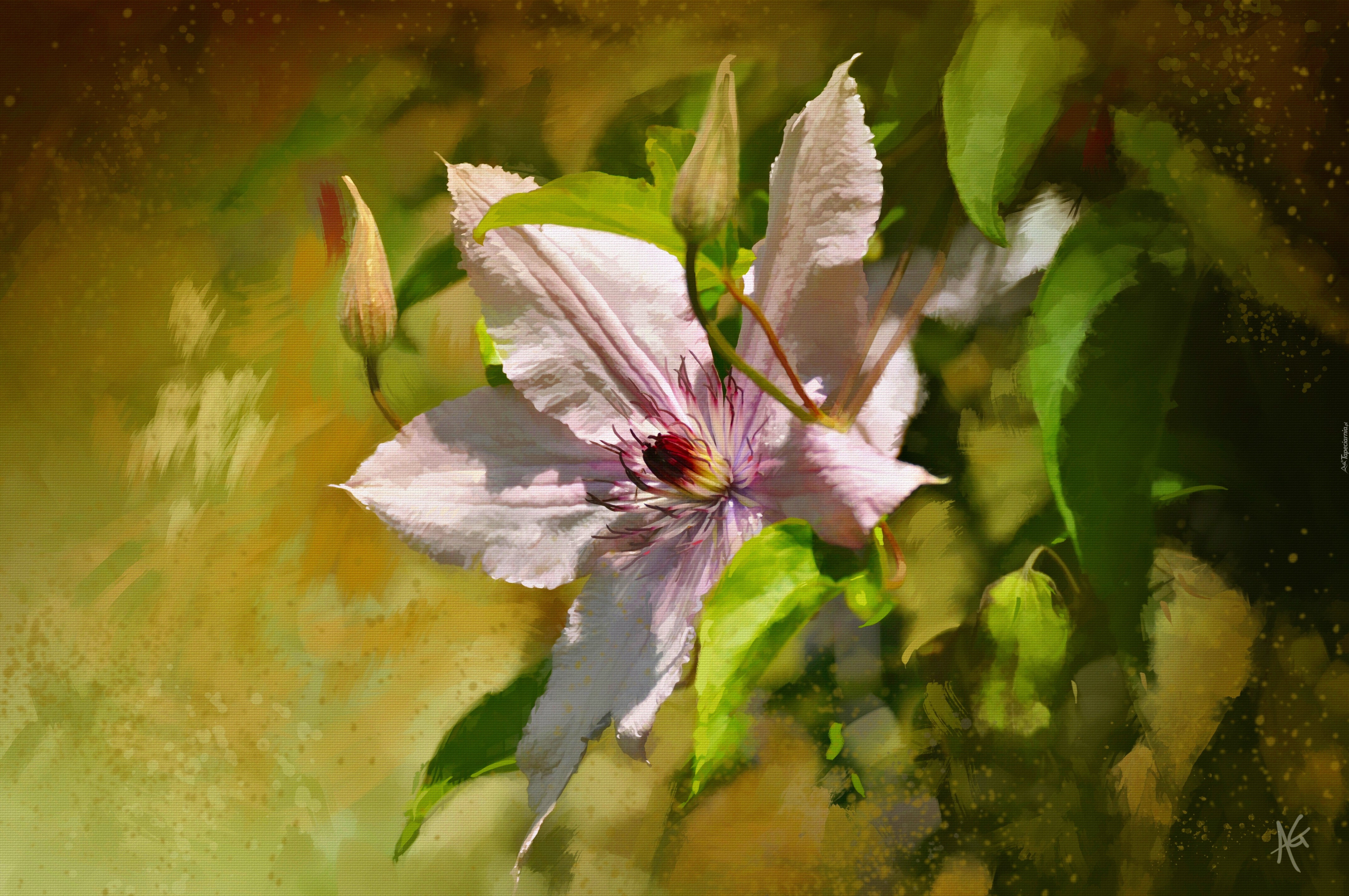 Kwiat, Clematis, Światło, Obraz