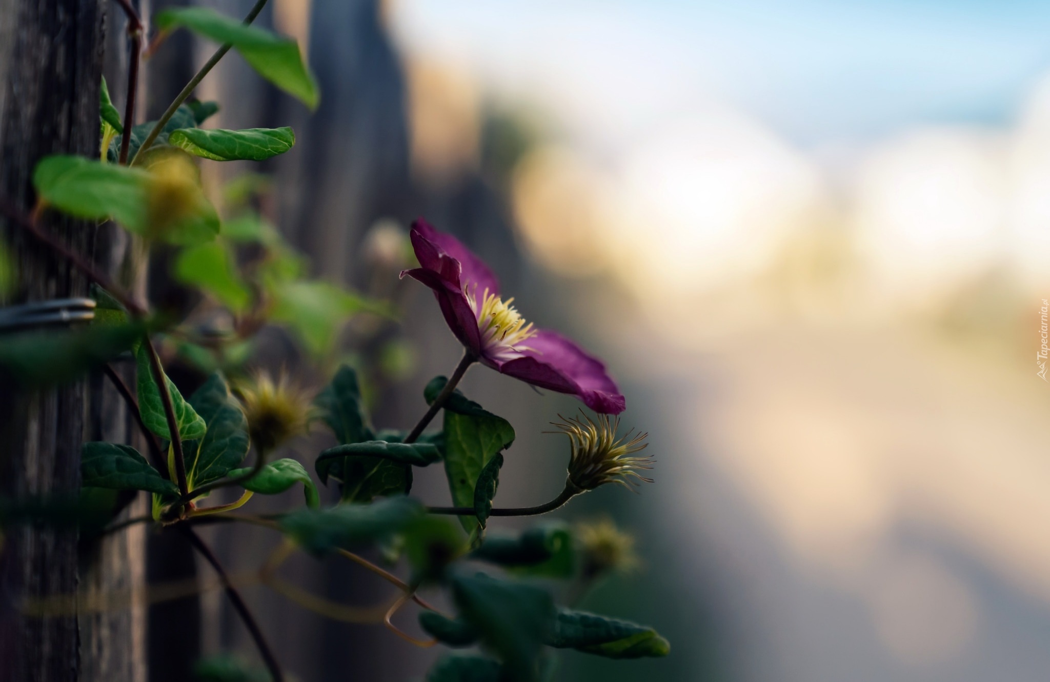 Clematis, Kwiat, Liście, Światło