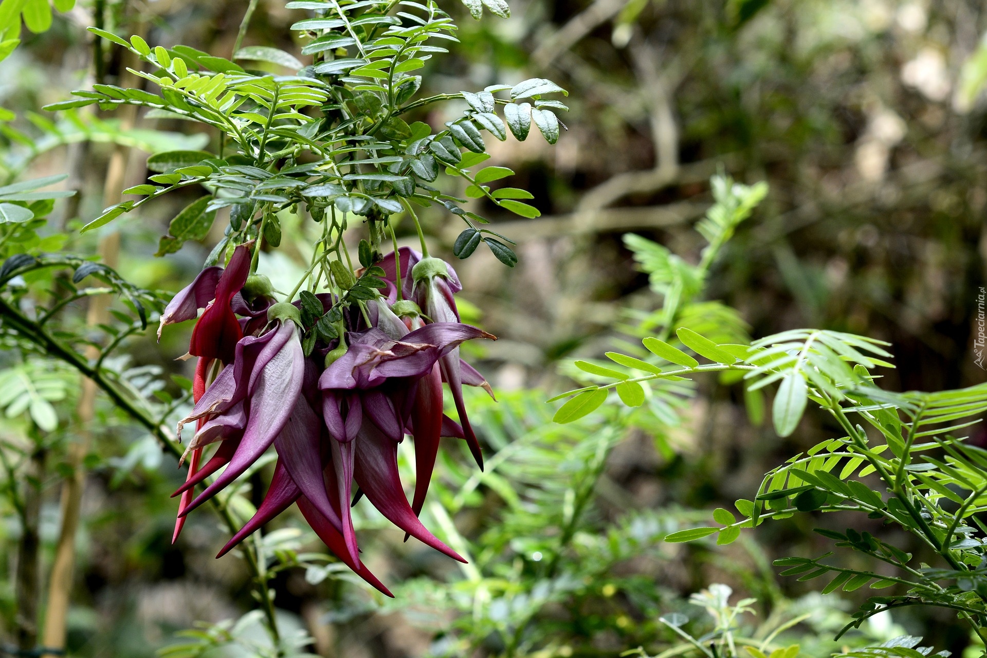 Bordowe, Egzotyczne, Kwiaty, Clianthus, Liście