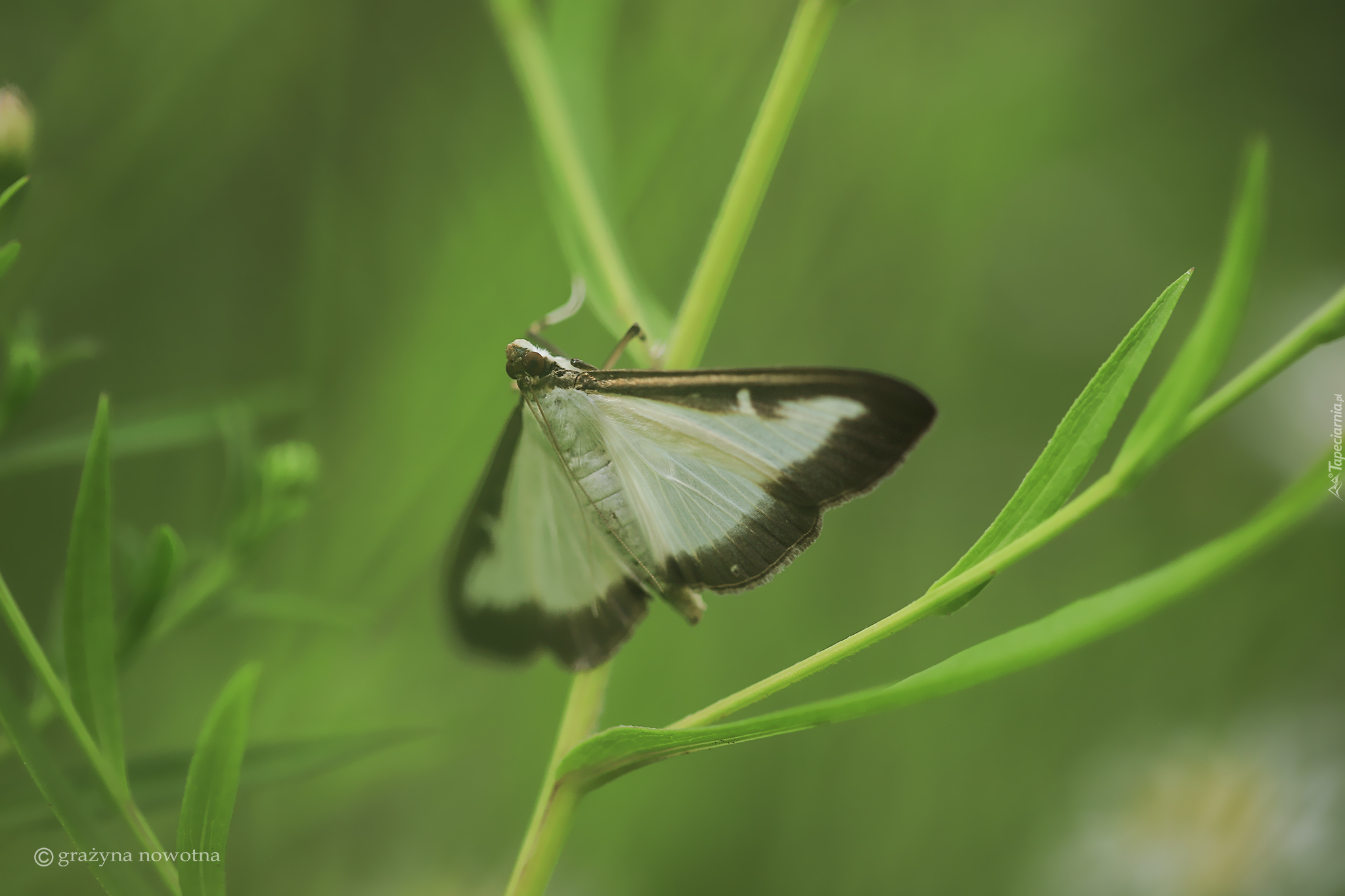 Ćma bukszpanowa, Motyl