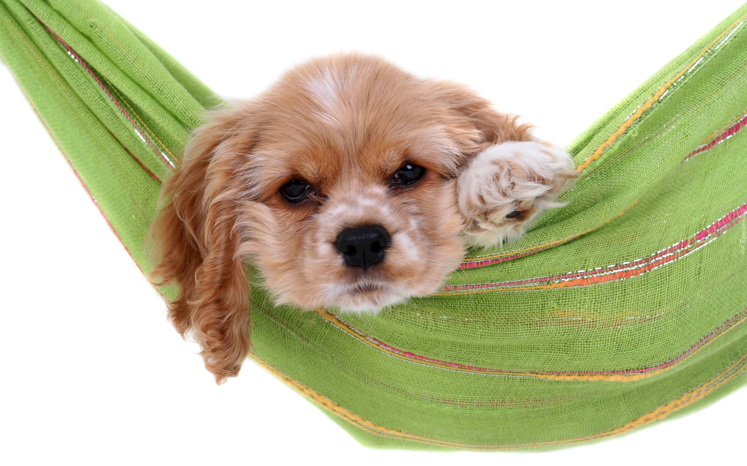 Cocker spaniel amerykański, Szczeniak, Hamak