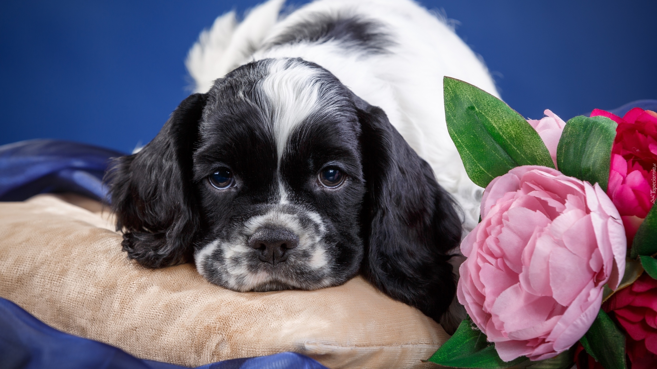 Pies, Szczeniak, Cocker spaniel amerykański, Poduszka, Kwiaty