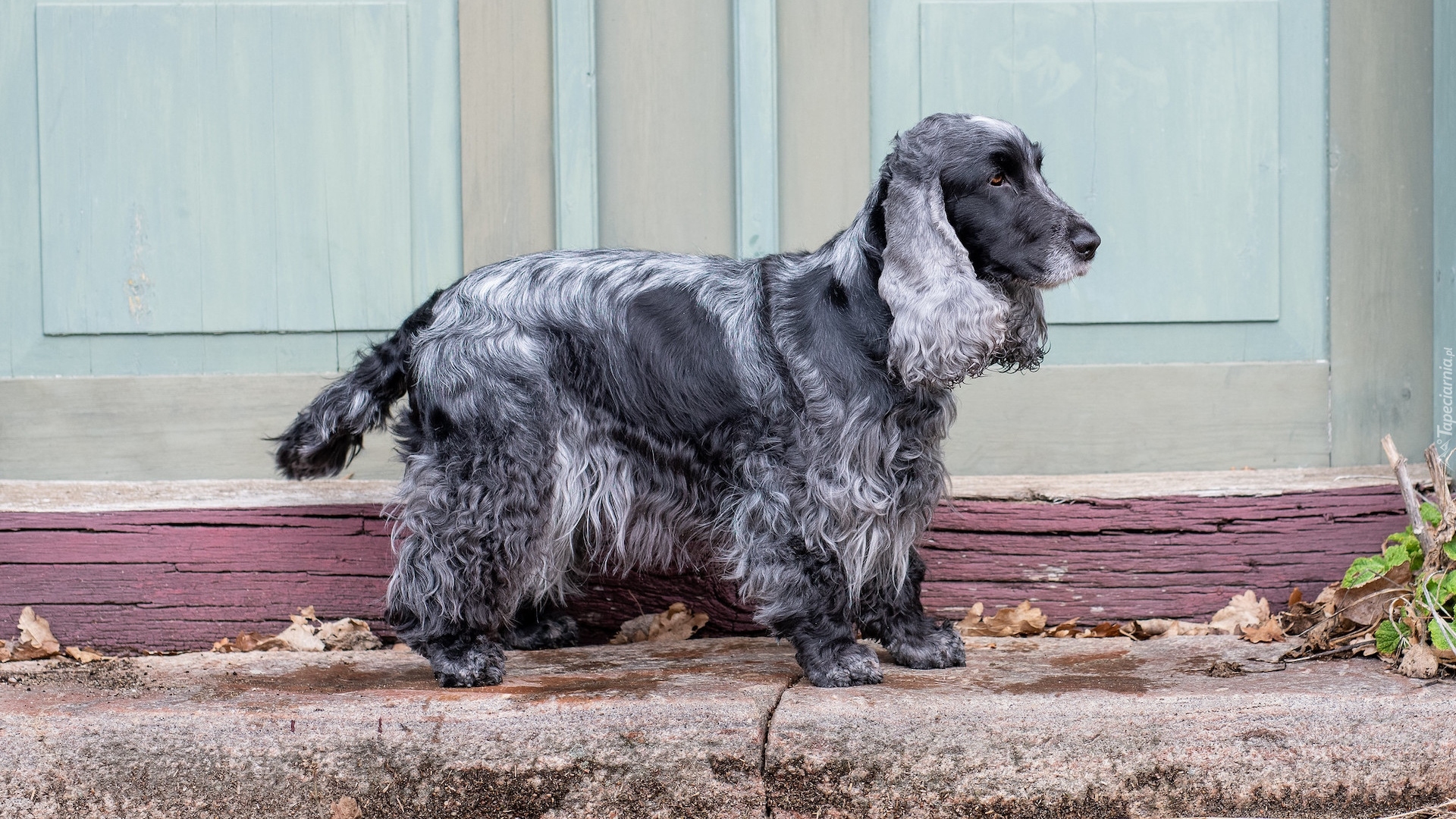 Pies, Cocker spaniel angielski, Maść, Blue roan