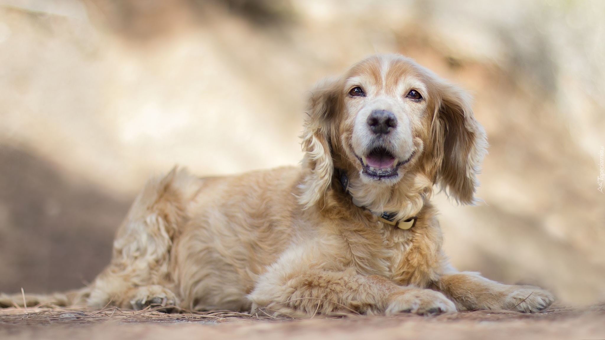 Pies, Cocker spaniel angielski, Szczeniak, Rozmyte, Tło