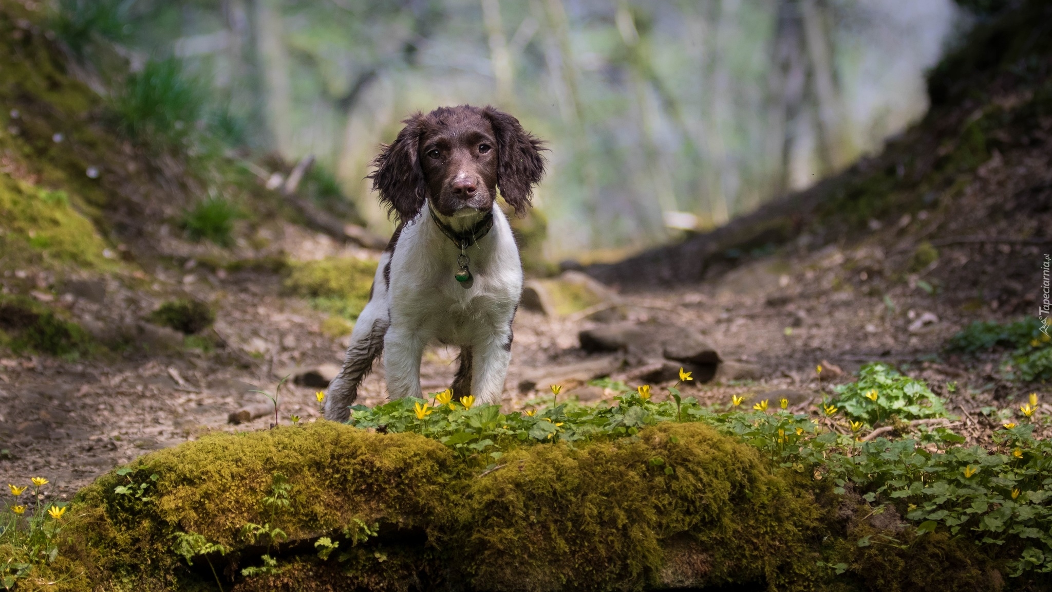 Pies, Cocker spaniel angielski, Skarpa, Rośliny