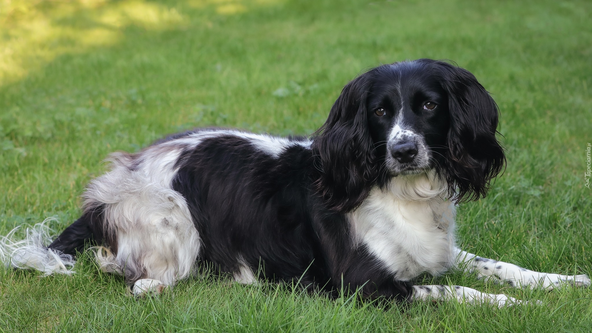 Pies, Cocker spaniel angielski, Trawa