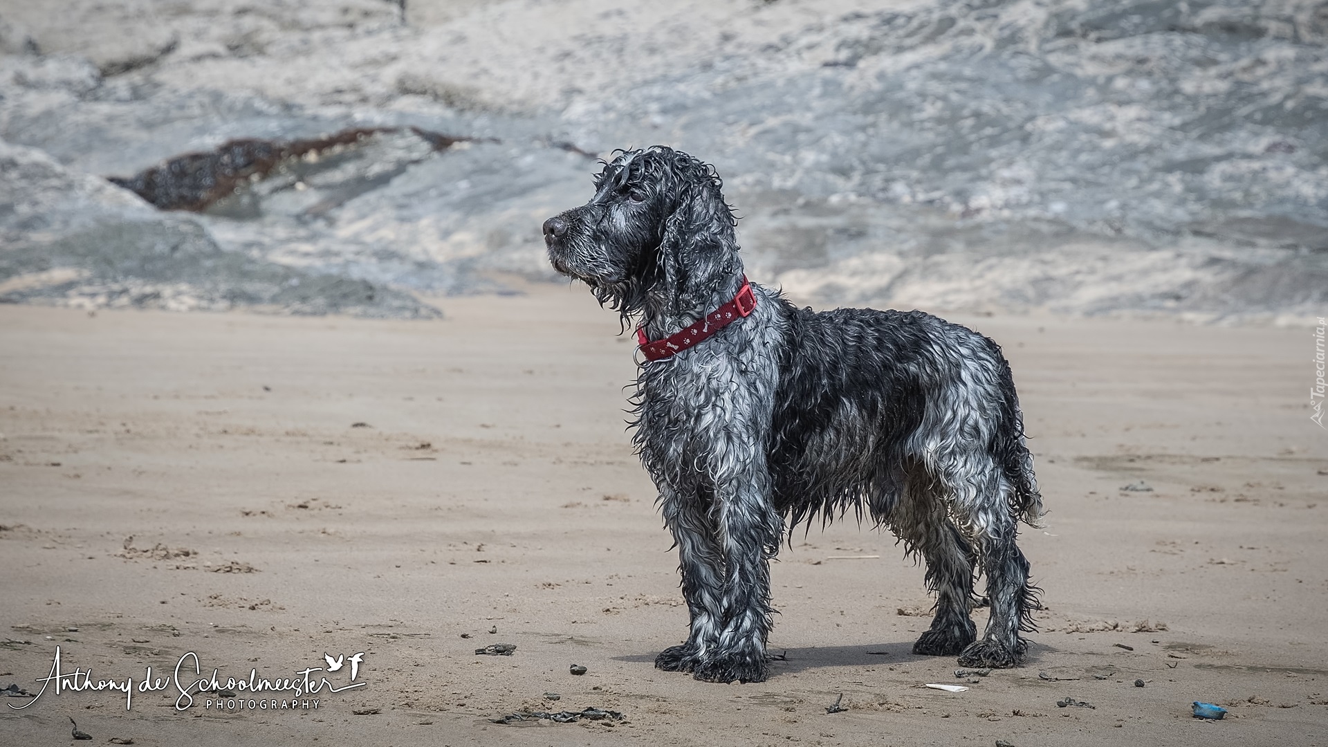 Pies, Cocker spaniel angielski, Umaszczenie, Blue roan