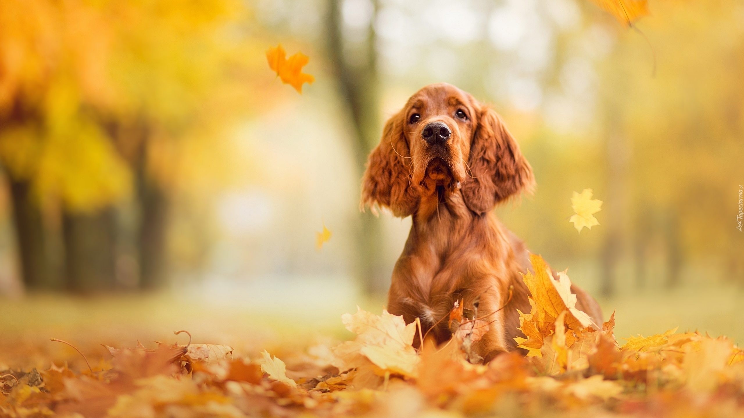 Pies, Cocker spaniel angielski, Liście