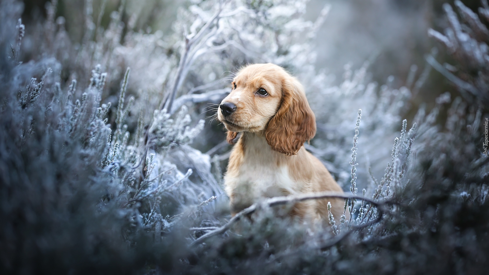 Pies, Cocker spaniel angielski, Szczeniak, Mordka, Rośliny, Gałązki