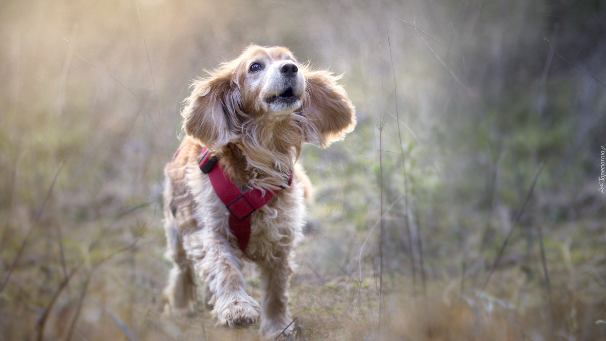 Pies, Biegnący, Cocker spaniel angielski, Szelki, Rozmyta, Łąka