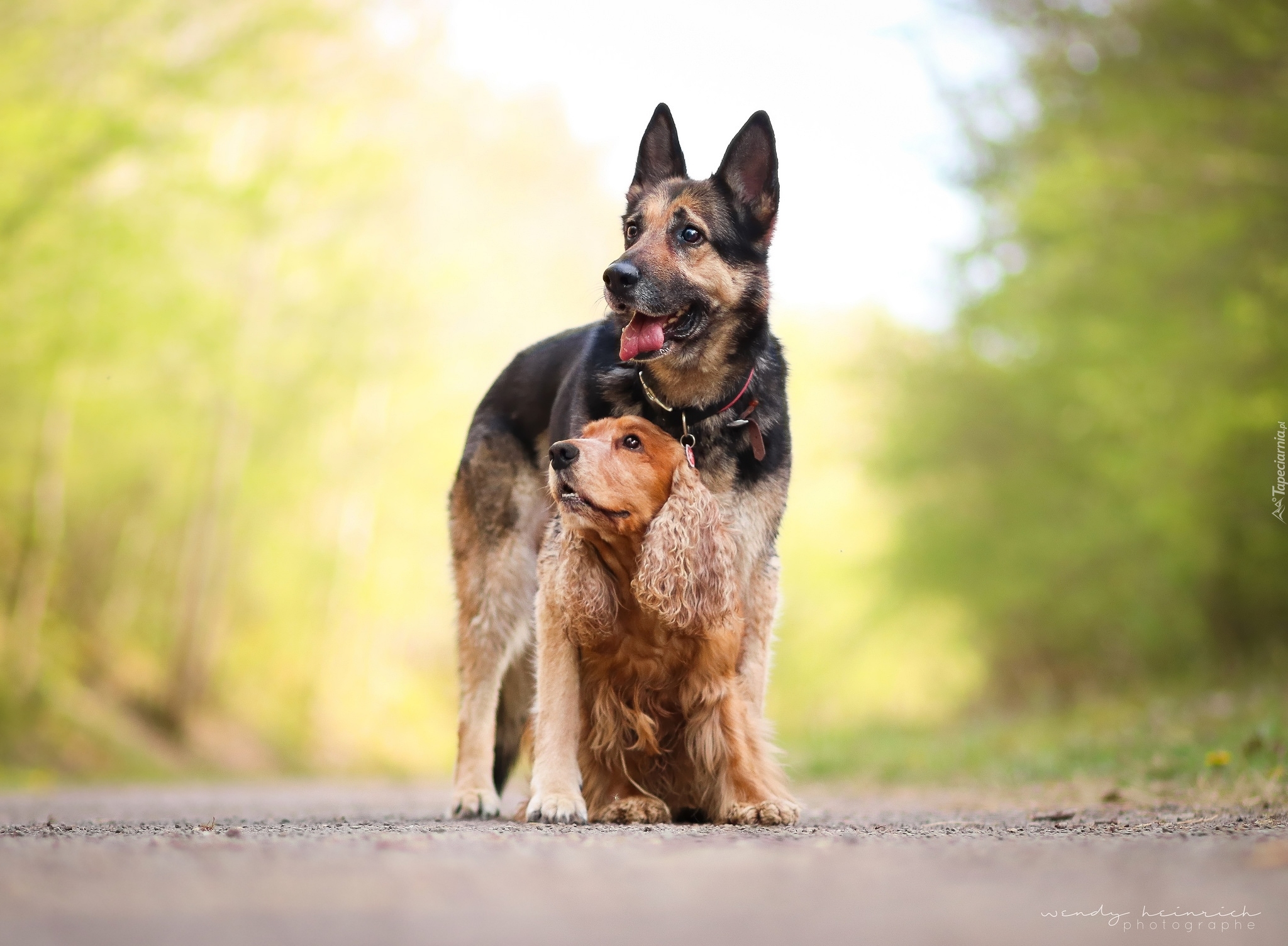 Psy, Owczarek niemiecki, Cocker spaniel