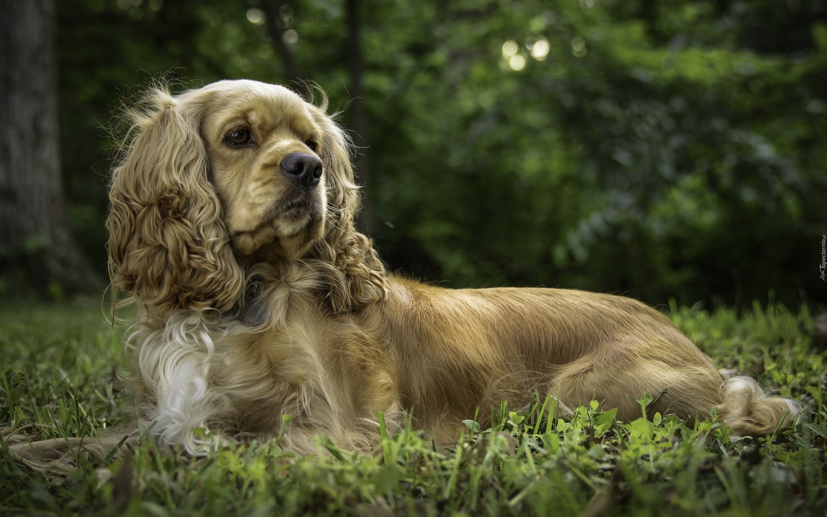 Leżący, Cocker spaniel amerykański