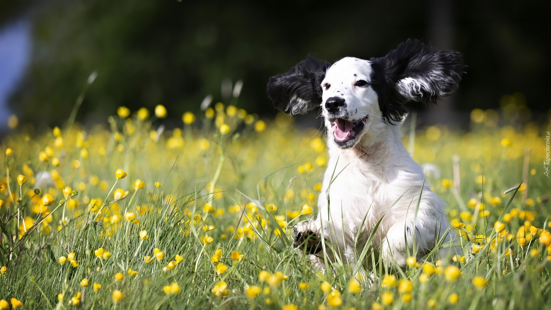 Szczeniak, Cocker spaniel, Trawa