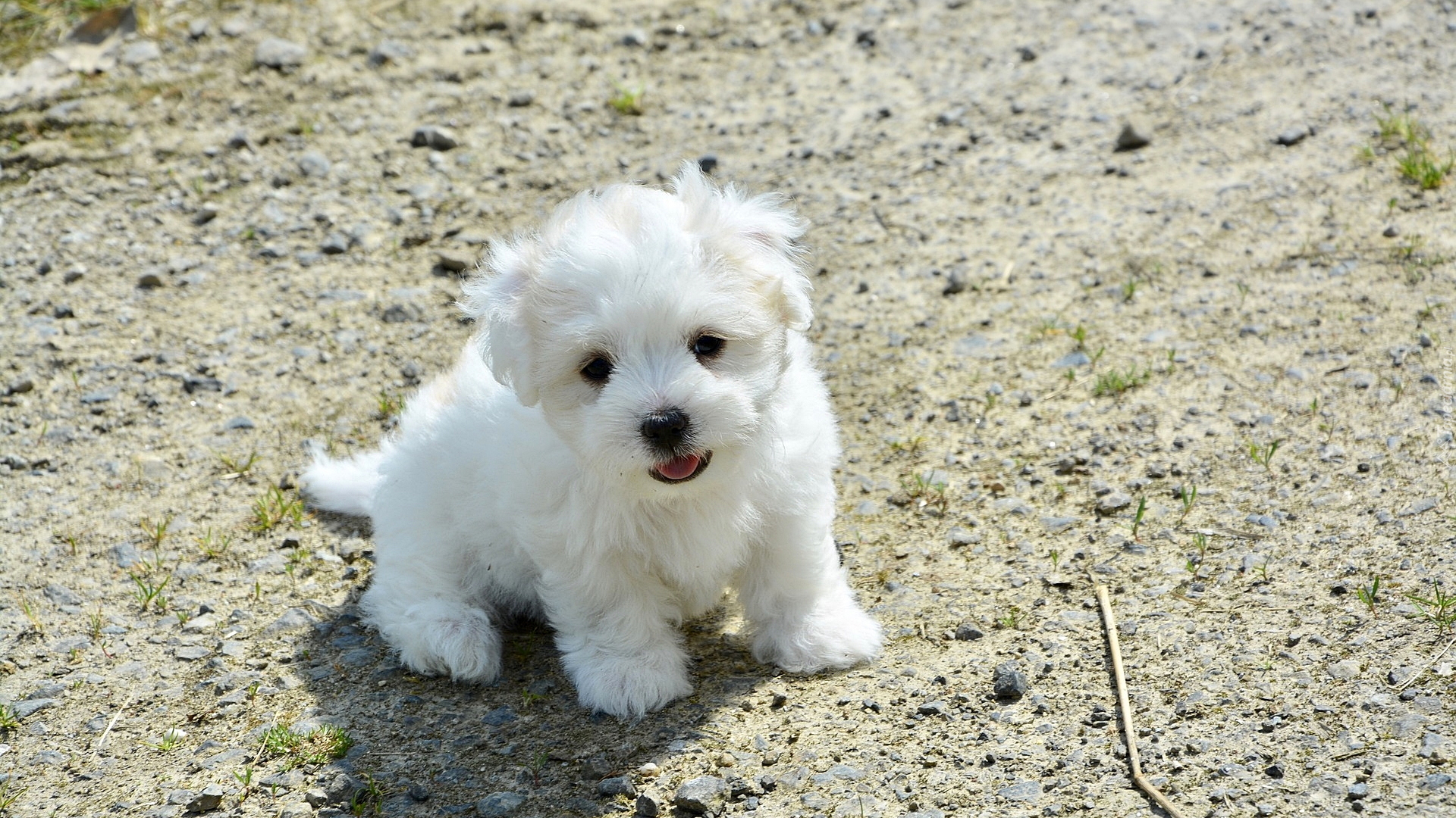 Biały, Pies, Szczeniak, Coton de Tulear