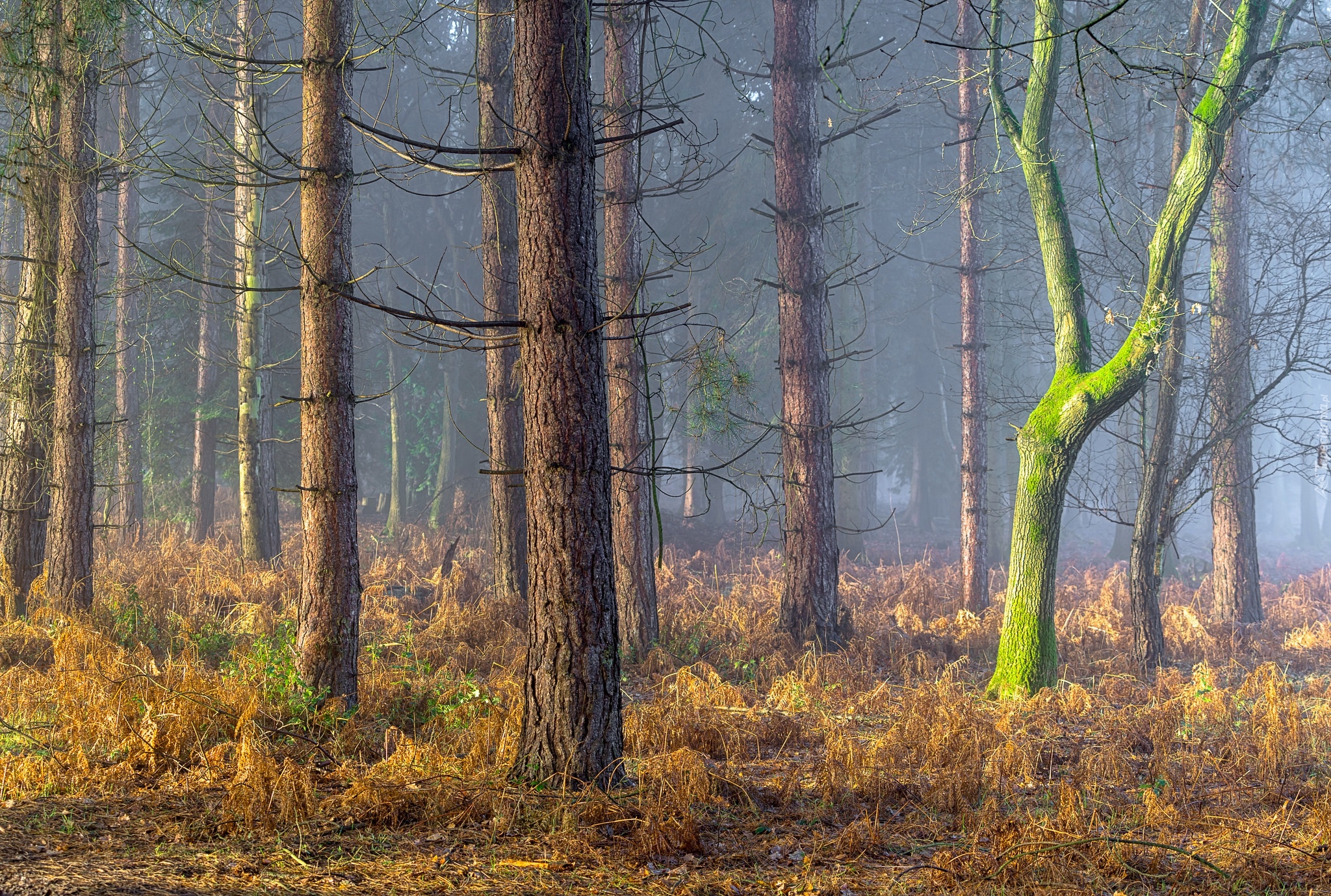 Anglia, Hrabstwo Warwickshire, Posiadłość Coughton, Coughton Park, Las, Jesień, Drzewa, Mgła