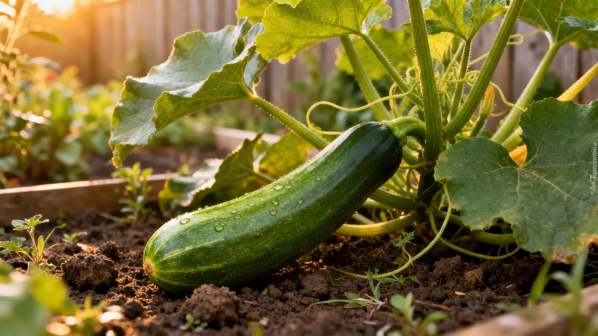 Cukinia, Kabaczek, Liście, Grafika AI