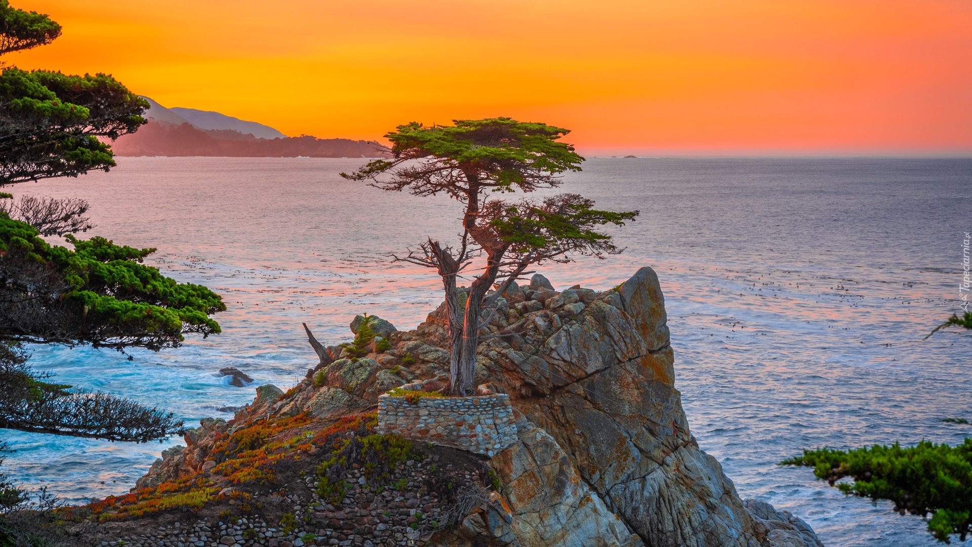Cyprys wielkoszyszkowy, Atrakcja Lone Cypress, Skała, Morze, Pebble Beach, Zatoka, Carmel Bay, Morze, Kalifornia, Stany Zjednoczone